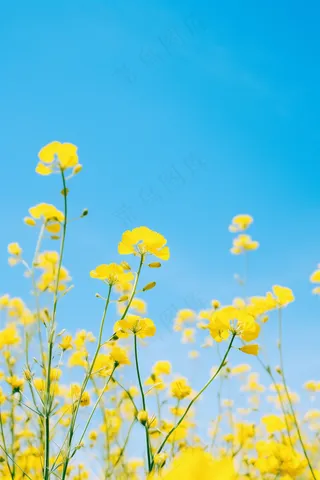 春天油菜花田黄色花雨水节气摄影图