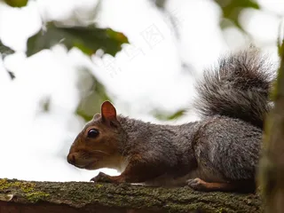 户外可爱松鼠动物