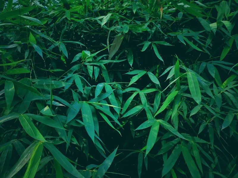 户外竹林竹叶
