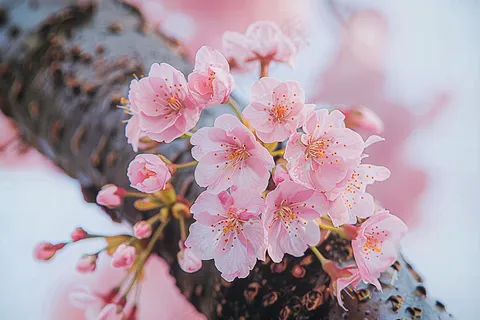 春日樱花花朵摄影图 春日樱花花朵摄影图