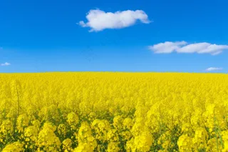 春天油菜花田黄色花雨水节气摄影图