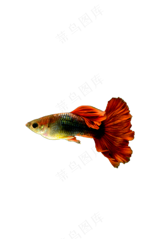 孔雀鱼 免抠