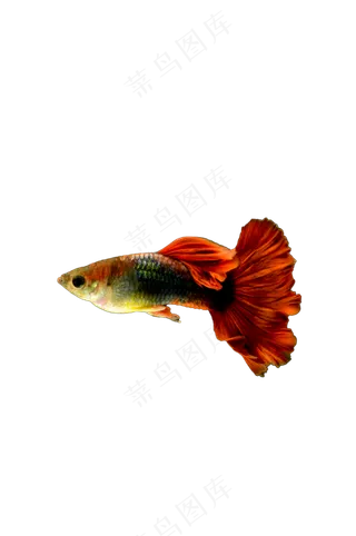 孔雀鱼 免抠