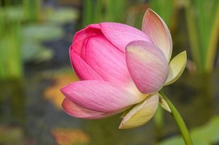 粉色莲花花朵