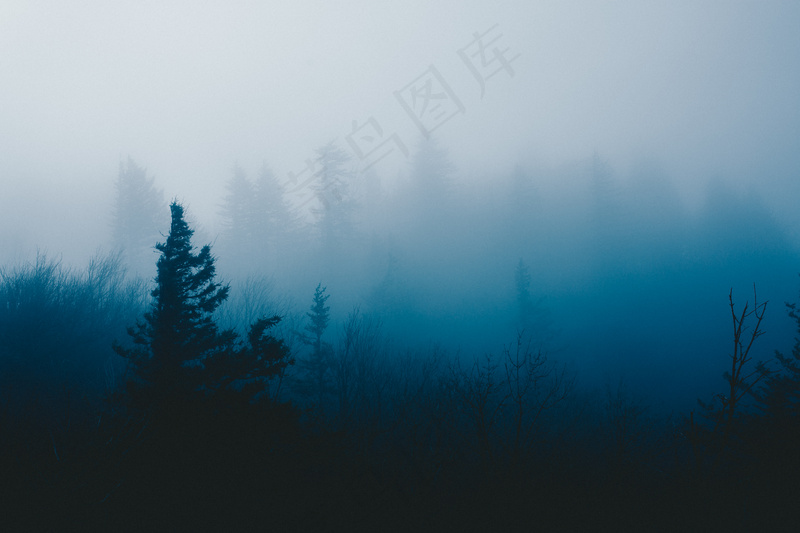 云雾森林图片