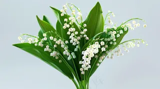 铃兰花植物花朵摄影图