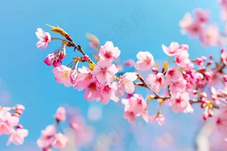 春日樱花花朵摄影图