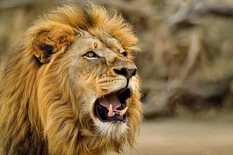 狮子动物非洲草原保护动物摄影图