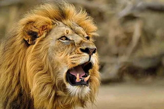 狮子动物非洲草原保护动物摄影图