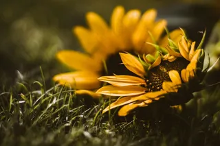 阳光下的金色微笑