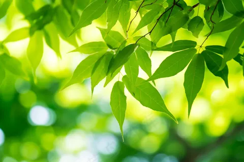 春天阳光下的绿叶绿植树枝摄影图 春天阳光下的绿叶绿植树枝摄影图