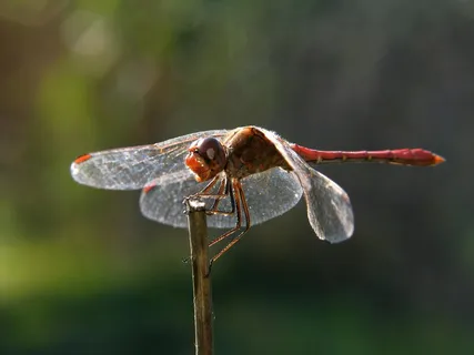 逆光下的红蜓静息瞬间