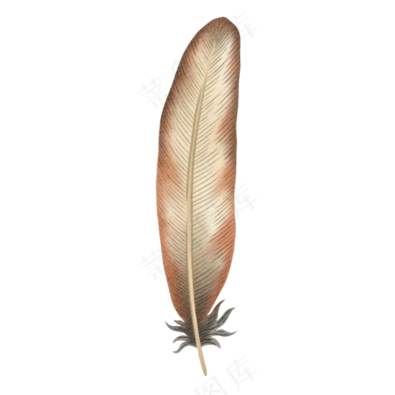 水彩羽毛素材