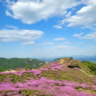 高山上的紫色花海2