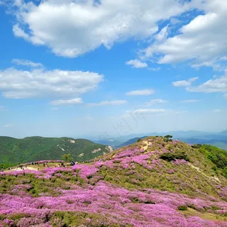 高山上的紫色花海2