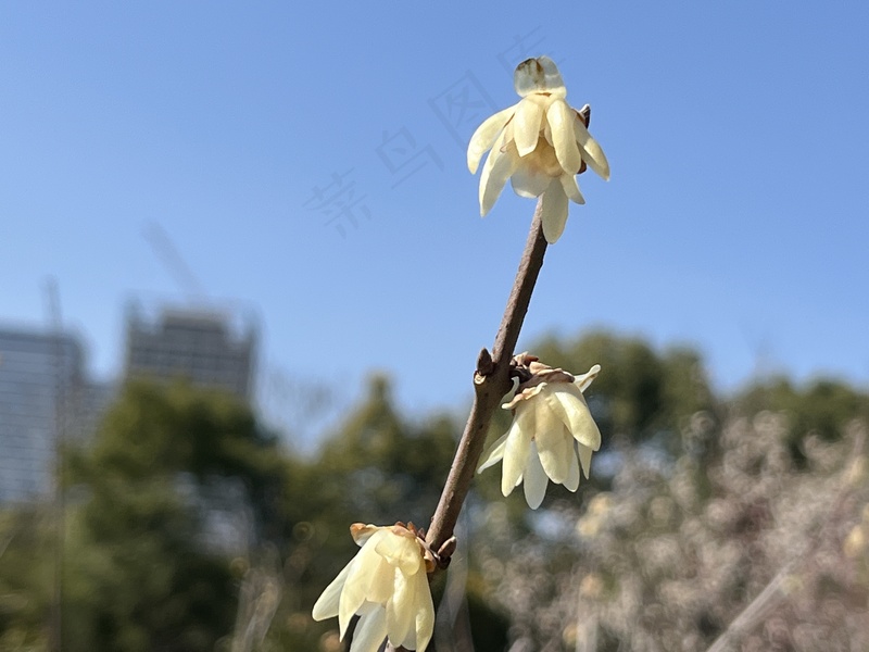 简约花朵摄影