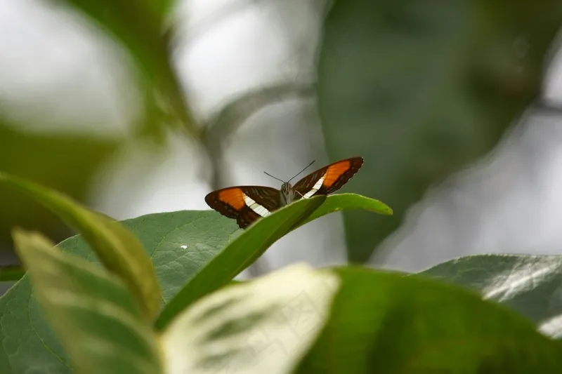 斑斓彩蝶舞绿叶