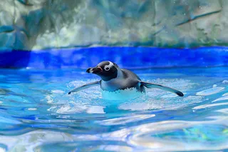 动物园海洋世界企鹅游泳池嬉水动物摄影图