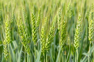 小麦绿色麦穗小米那芒种粮食摄影图