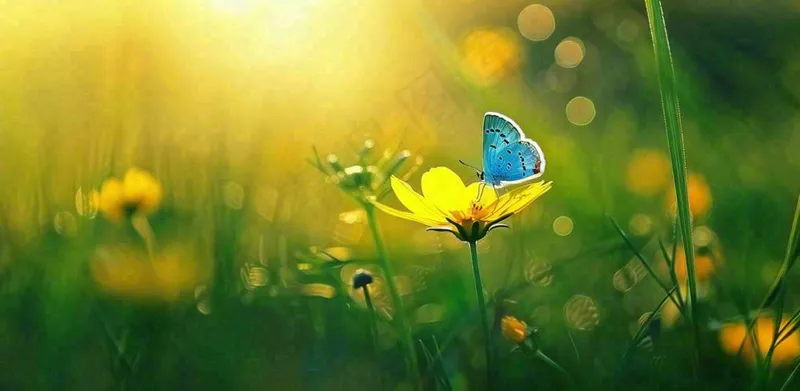 春暖花开阳光下花朵上的蝴蝶立春春分惊蛰摄影图(1568x768)