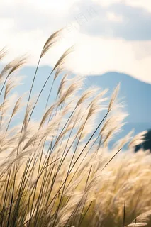 芦苇荡蓝天背景摄影图