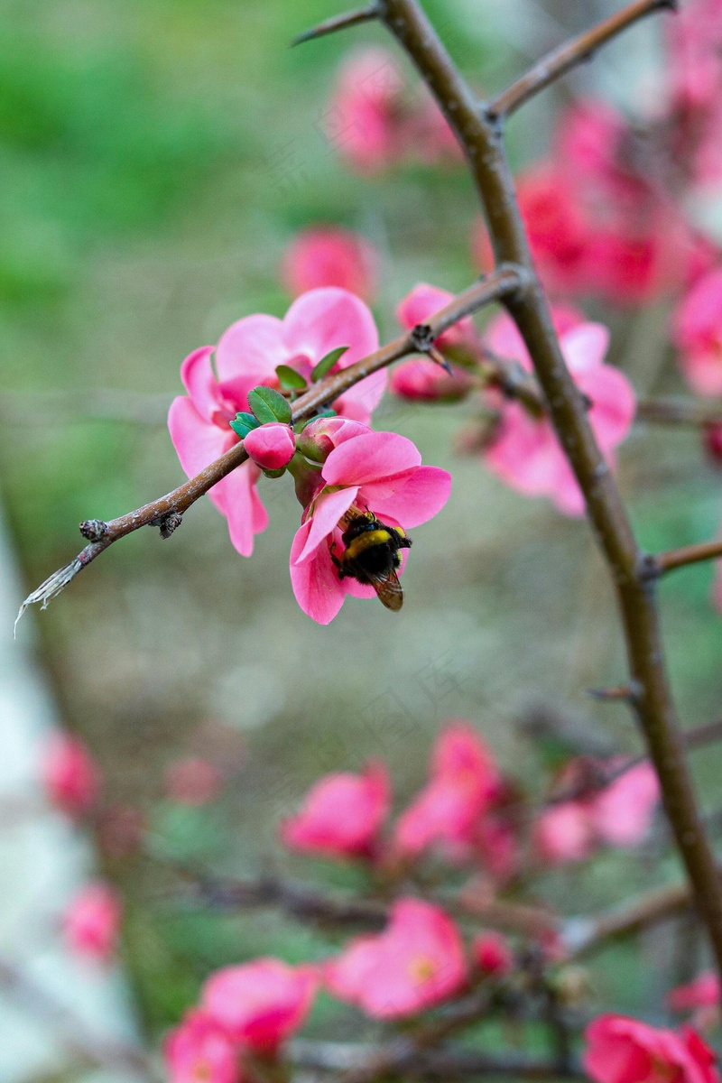 缤纷春日 粉红花朵与采蜜蜜蜂