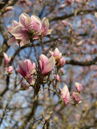 户外玉兰花花朵