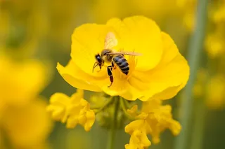 春天黄花蜜蜂采蜜油菜花摄影图