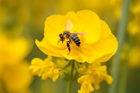 春天黄花蜜蜂采蜜油菜花摄影图 春天黄花蜜蜂采蜜油菜花摄影图