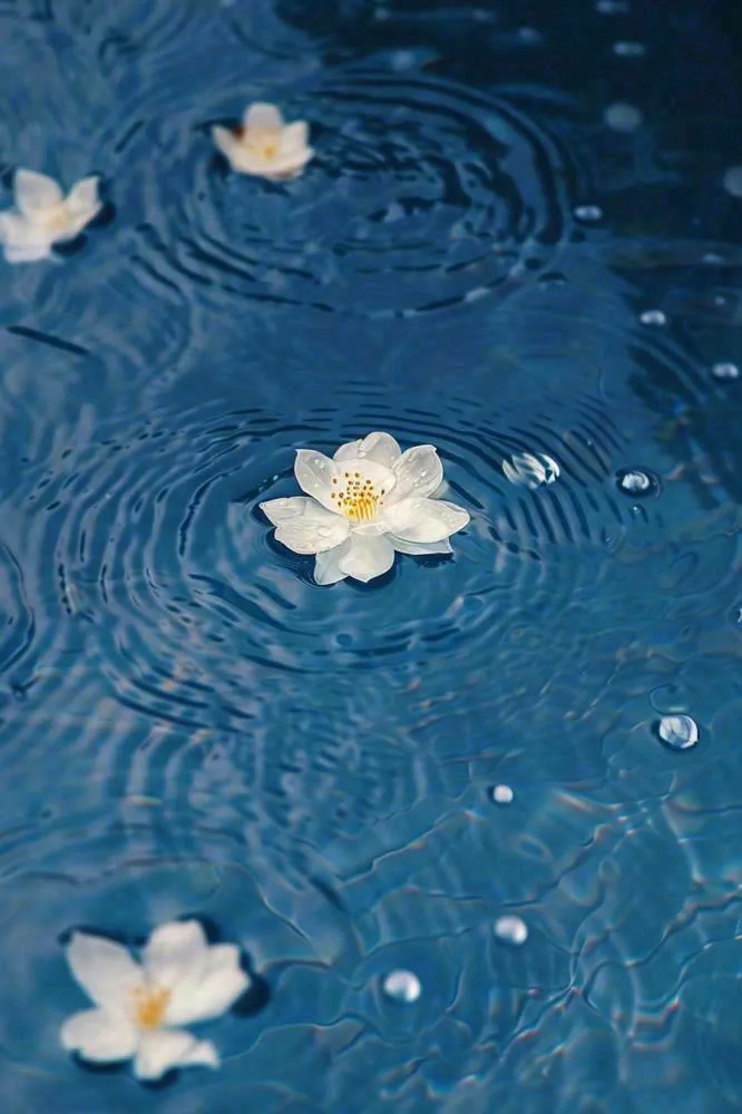 下雨天掉落在蓝色水面的白色花朵清新淡雅雨水处暑寒露摄影图(896x1344)