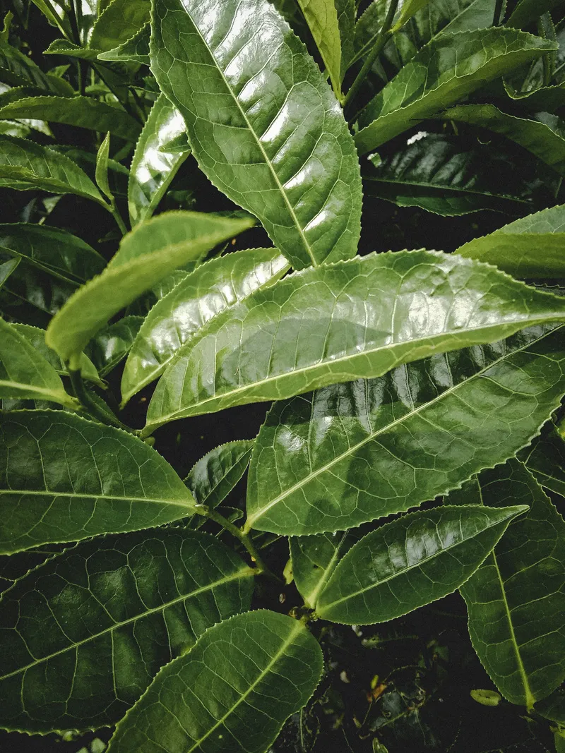 户外茶园茶叶