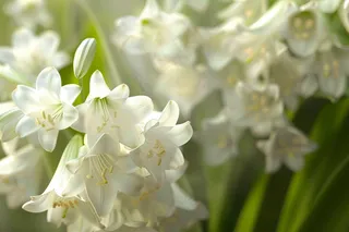 白色鲜花百合花摄影图