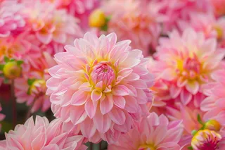 粉色菊花花束鲜花摄影图