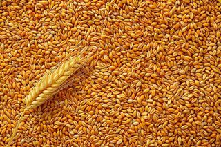 小麦粮食收成秋天立秋秋分摄影图