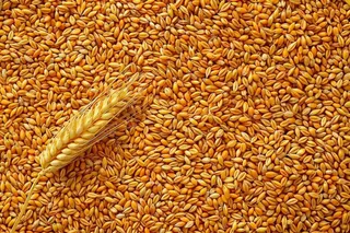 小麦粮食收成秋天立秋秋分摄影图