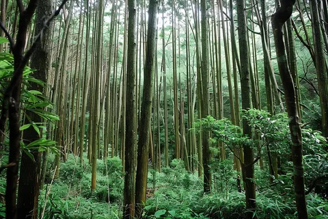 山林森林绿色大自然风景摄影图
