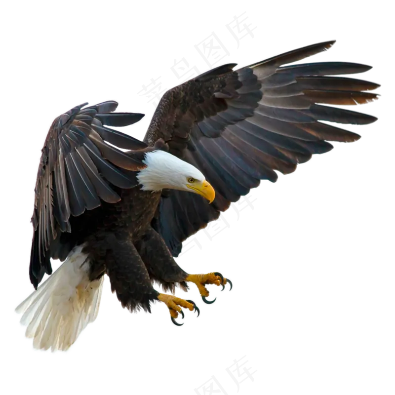 张开爪子飞翔的老鹰