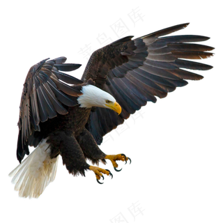 张开爪子飞翔的老鹰