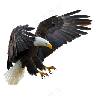 张开爪子飞翔的老鹰