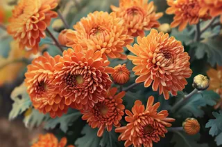 菊花色彩艳丽的菊花植物摄影图