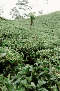 户外茶园茶叶 户外茶园茶叶