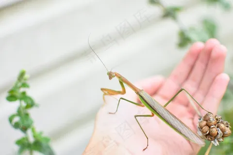 生态平衡的守护者——绿色螳螂