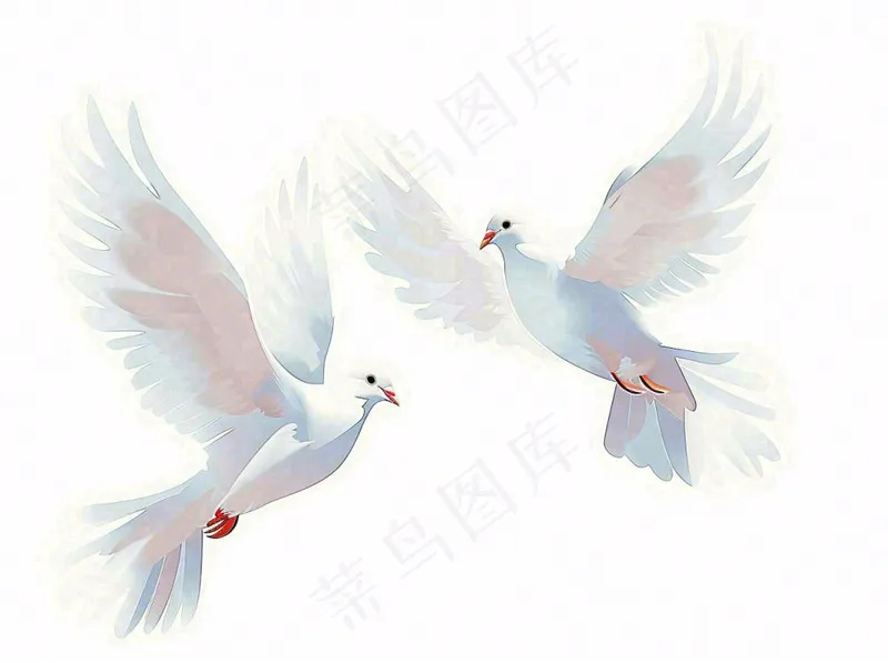 飞鸽白鸽和平鸽鸟卡通插画免抠(1264x944)