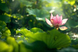 夏日池塘荷花荷叶唯美立夏夏至处暑摄影图