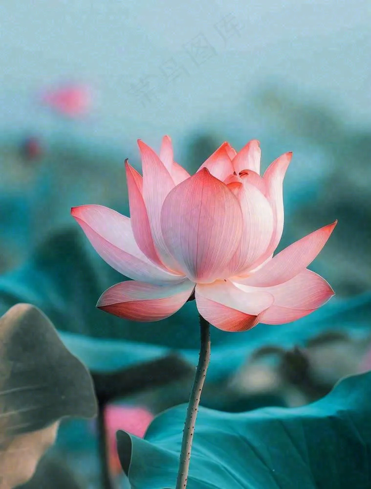 夏天池塘荷花荷叶蓝色唯美处暑大暑小暑摄影图(960x1264)