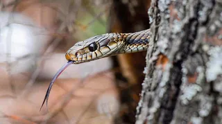 蛇盘踞在树枝上吐舌头爬行动物摄影图