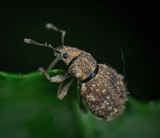 树叶上的精细昆虫特写镜头