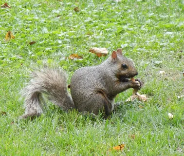 户外草地可爱松鼠动物 户外草地可爱松鼠动物