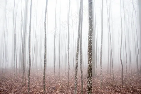 云雾森林图片