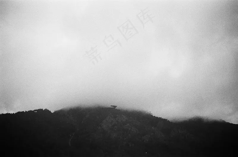 云雾森林图片